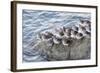 Rock Sandpipers-Hal Beral-Framed Photographic Print