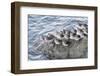 Rock Sandpipers-Hal Beral-Framed Photographic Print