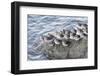 Rock Sandpipers-Hal Beral-Framed Photographic Print