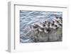 Rock Sandpipers-Hal Beral-Framed Photographic Print