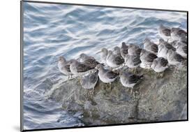 Rock Sandpipers-Hal Beral-Mounted Photographic Print