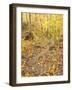 Rock Stairs on the Sugarloaf Trail, White Mountain National Forest, New Hampshire, USA-Jerry & Marcy Monkman-Framed Photographic Print