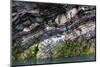 Rock Strata of Basalt and Quartz-Anna Henly-Mounted Photographic Print