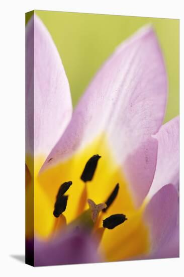 Rock Tulip (Tulipa Saxatilis) Close-Up of Flower, Katharo, Crete, Greece, April 2009-Lilja-Stretched Canvas