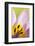 Rock Tulip (Tulipa Saxatilis) Close-Up of Flower, Katharo, Crete, Greece, April 2009-Lilja-Framed Photographic Print