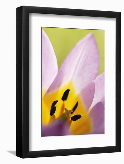 Rock Tulip (Tulipa Saxatilis) Close-Up of Flower, Katharo, Crete, Greece, April 2009-Lilja-Framed Photographic Print