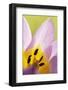 Rock Tulip (Tulipa Saxatilis) Close-Up of Flower, Katharo, Crete, Greece, April 2009-Lilja-Framed Photographic Print