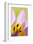 Rock Tulip (Tulipa Saxatilis) Close-Up of Flower, Katharo, Crete, Greece, April 2009-Lilja-Framed Photographic Print