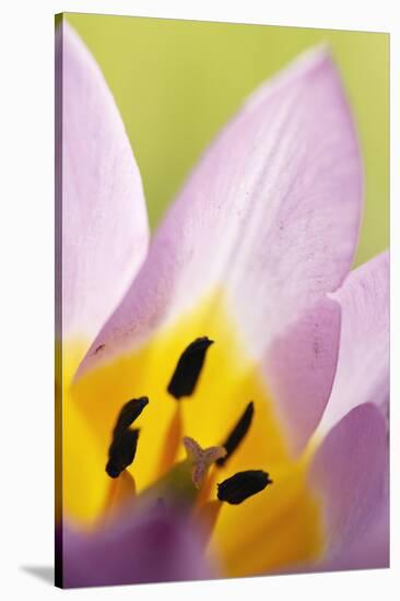 Rock Tulip (Tulipa Saxatilis) Close-Up of Flower, Katharo, Crete, Greece, April 2009-Lilja-Stretched Canvas