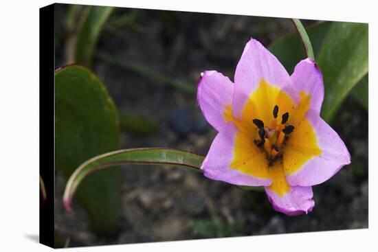 Rock Tulip (Tulipa Saxatilis) Flower, Katharo ,Crete, Greece, April 2009-Lilja-Stretched Canvas