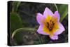 Rock Tulip (Tulipa Saxatilis) Flower, Katharo ,Crete, Greece, April 2009-Lilja-Stretched Canvas