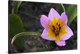 Rock Tulip (Tulipa Saxatilis) Flower, Katharo ,Crete, Greece, April 2009-Lilja-Stretched Canvas