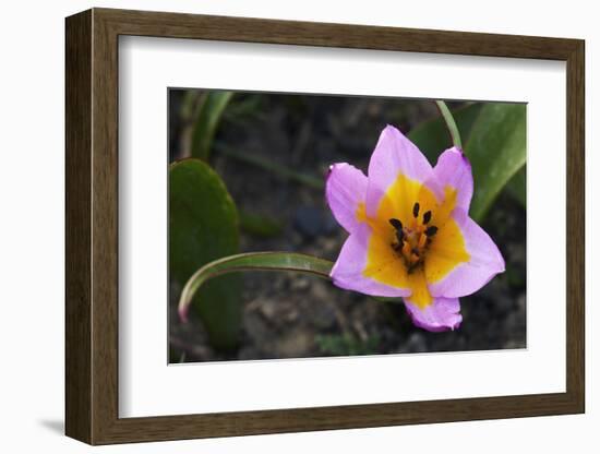 Rock Tulip (Tulipa Saxatilis) Flower, Katharo ,Crete, Greece, April 2009-Lilja-Framed Photographic Print