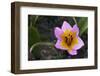 Rock Tulip (Tulipa Saxatilis) Flower, Katharo ,Crete, Greece, April 2009-Lilja-Framed Photographic Print