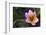 Rock Tulip (Tulipa Saxatilis) Flower, Katharo ,Crete, Greece, April 2009-Lilja-Framed Photographic Print