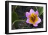 Rock Tulip (Tulipa Saxatilis) Flower, Katharo ,Crete, Greece, April 2009-Lilja-Framed Photographic Print