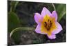 Rock Tulip (Tulipa Saxatilis) Flower, Katharo ,Crete, Greece, April 2009-Lilja-Mounted Photographic Print