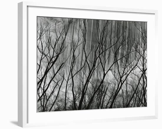 Rock Wall and Trees, Glen Canyon, 1959-Brett Weston-Framed Photographic Print