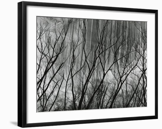 Rock Wall and Trees, Glen Canyon, 1959-Brett Weston-Framed Photographic Print