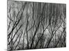 Rock Wall and Trees, Glen Canyon, 1959-Brett Weston-Mounted Photographic Print