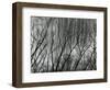 Rock Wall and Trees, Glen Canyon, 1959-Brett Weston-Framed Photographic Print