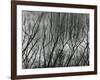 Rock Wall and Trees, Glen Canyon, 1959-Brett Weston-Framed Photographic Print