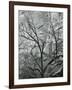 Rock Wall and Trees, Glen Canyon, c. 1960-Brett Weston-Framed Photographic Print