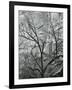 Rock Wall and Trees, Glen Canyon, c. 1960-Brett Weston-Framed Photographic Print