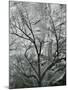 Rock Wall and Trees, Glen Canyon, c. 1960-Brett Weston-Mounted Photographic Print