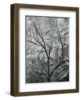 Rock Wall and Trees, Glen Canyon, c. 1960-Brett Weston-Framed Photographic Print