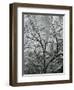 Rock Wall and Trees, Glen Canyon, c. 1960-Brett Weston-Framed Photographic Print