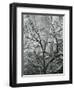 Rock Wall and Trees, Glen Canyon, c. 1960-Brett Weston-Framed Photographic Print