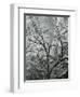 Rock Wall and Trees, Glen Canyon, c. 1960-Brett Weston-Framed Photographic Print