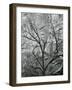 Rock Wall and Trees, Glen Canyon, c. 1960-Brett Weston-Framed Photographic Print