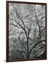 Rock Wall and Trees, Glen Canyon, c. 1960-Brett Weston-Framed Photographic Print