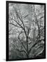 Rock Wall and Trees, Glen Canyon, c. 1960-Brett Weston-Framed Photographic Print