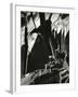 Rock Wall, California, 1969-Brett Weston-Framed Photographic Print