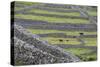 Rock Walls Create Small Paddocks for Sheep and Cattle on Inisheer-Michael Nolan-Stretched Canvas