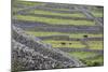 Rock Walls Create Small Paddocks for Sheep and Cattle on Inisheer-Michael Nolan-Mounted Photographic Print