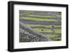 Rock Walls Create Small Paddocks for Sheep and Cattle on Inisheer-Michael Nolan-Framed Photographic Print