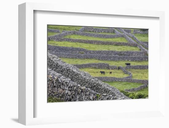 Rock Walls Create Small Paddocks for Sheep and Cattle on Inisheer-Michael Nolan-Framed Photographic Print