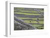 Rock Walls Create Small Paddocks for Sheep and Cattle on Inisheer-Michael Nolan-Framed Photographic Print