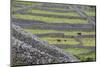 Rock Walls Create Small Paddocks for Sheep and Cattle on Inisheer-Michael Nolan-Mounted Photographic Print