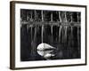 Rock, water, tree, High Sierra (b/w photo)-Brett Weston-Framed Photographic Print
