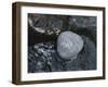 Rock with the Word Smile in Rushing Water-null-Framed Photographic Print