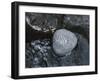 Rock with the Word Smile in Rushing Water-null-Framed Photographic Print