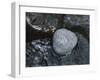 Rock with the Word Smile in Rushing Water-null-Framed Photographic Print