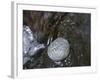 Rock with the Word Trust in Water-null-Framed Photographic Print