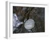 Rock with the Word Trust in Water-null-Framed Photographic Print