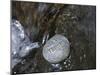 Rock with the Word Trust in Water-null-Mounted Photographic Print